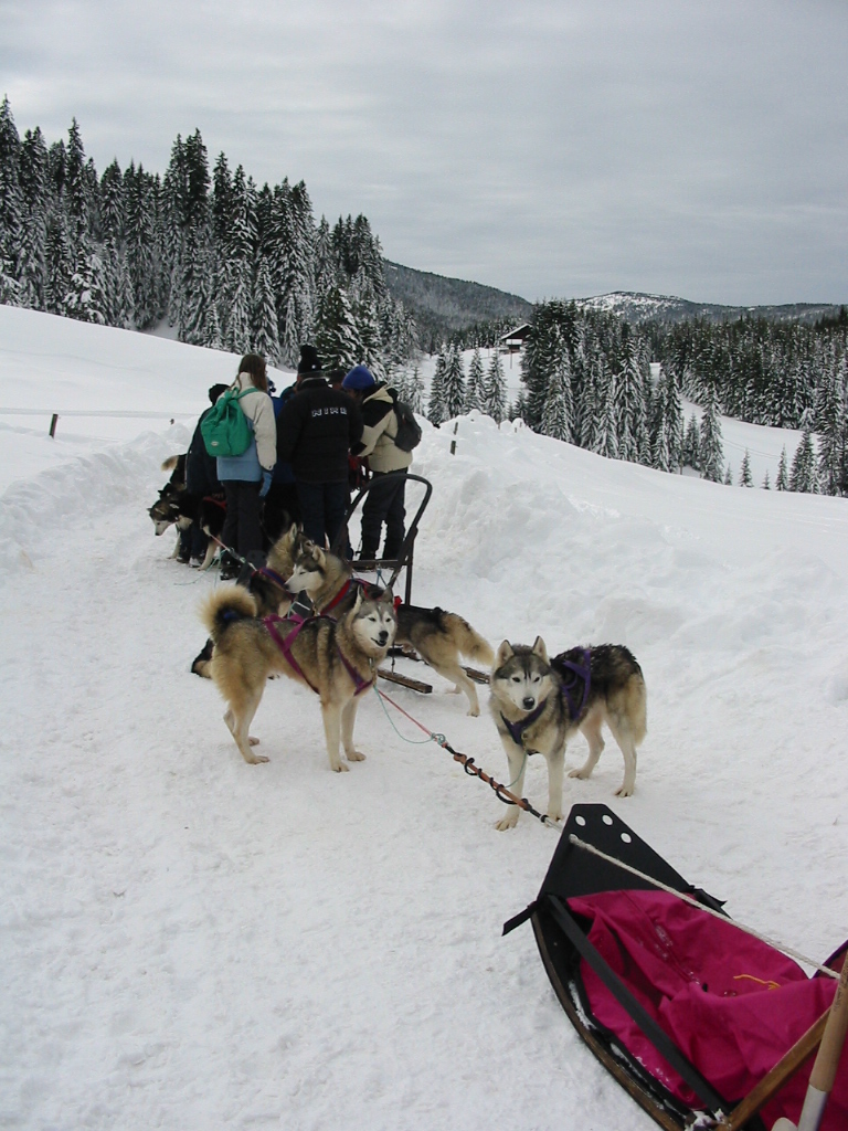 plateau des Gli�res, chien de traineau